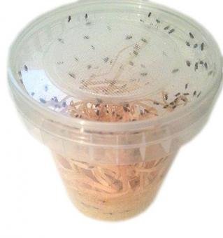 1 Dose Drosophila klein Fruchtfliegen Zuchtansatz 500ml praktisch verpackt, Futterinsekten Futtertiere 1L/6,98EUR von Feeders & more