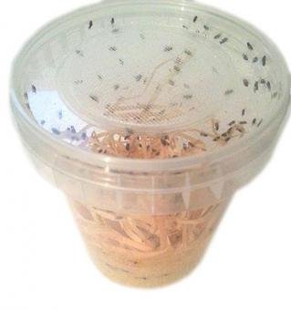 1 Dose Drosophila klein Fruchtfliegen Zuchtansatz 500ml praktisch verpackt, Futterinsekten Futtertiere 1L/6,98EUR 1 Dose Drosophila klein Fruchtfliegen Zuchtansatz 500ml praktisch verpackt, Futterinsekten Futtertiere 1L/6,98EUR von Feeders & more