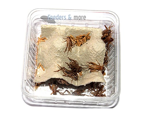 Feeders & more - Heimchen, Futterinsekten für Reptilien und Insektenfresser, Erwachsene, 1 Dose, 35-40 Stück von Feeders & more
