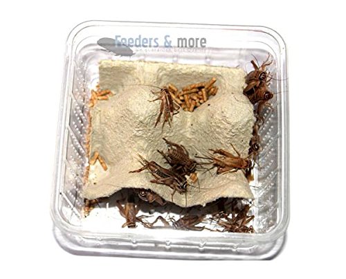 Feeders & more - 1 Dose mittlere Steppengrillen, Zweifleckgrillen - Futterinsekten für Invertebrate Insect-Eating Pets von Feeders & more