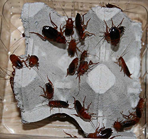 30 mittlere Schokoschaben, Schaben in 1 Dose praktisch verpackt, Futterinsekten Futtertiere 30 mittlere Schokoschaben, Schaben in 1 Dose praktisch verpackt, Futterinsekten Futtertiere von Feeders & more