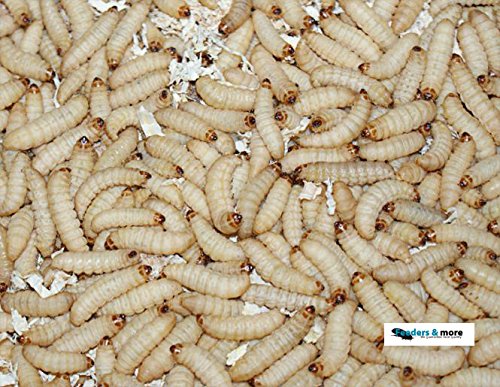 Feeders & More - Bienenmaden lebend - 250 Stück - energiegeladene Maden als Angelköder u.a Forelle, Karpfen, Schleie - Bienenmaden lebend zum Angeln oder als Lebendfutter - Angelköder lebend Feeders & More - Bienenmaden lebend - 250 Stück - energiegeladene Maden als Angelköder u.a Forelle, Karpfen, Schleie - Bienenmaden lebend zum Angeln oder als Lebendfutter - Angelköder lebend von Feeders & more