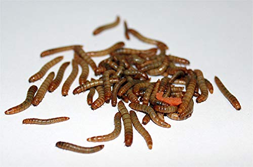 Feeders & more 1 kg Mehlwürmer lebend für Reptilien, Vögel, Nager, Angelköder, Igel von Feeders & more