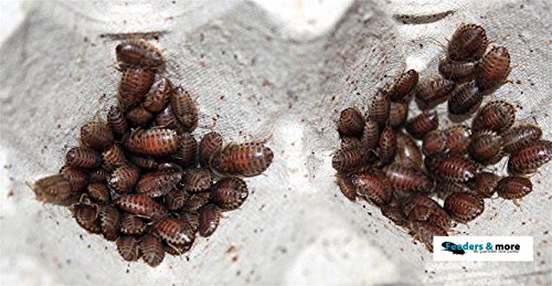 Feeders & more - 100 kleine Waldschaben, Argentinische Waldschabe (Blaptica dubia), Futterinsekten für Reptilien, Amphibien und Insektenfresser, insbesondere kleine Rassen von Feeders & more