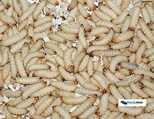 Feeders & more 1000 Bienenmaden, Wachsmaden Angelköder Futtertiere **MEGADEAL** lebend & frisch von Feeders & more