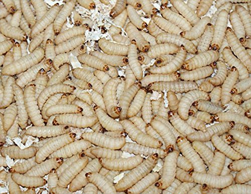 Feeders & more 1kg Bienenmaden, Wachsmaden Angelköder Futtertiere **MEGADEAL** lebend & frisch von Feeders & more