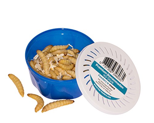 Feeders & More - Bienenmaden lebend - 1x 40 Stück - energiegeladene Maden als Angelköder u.a Forelle, Karpfen, Schleie - Bienenmaden lebend zum Angeln oder als Lebendfutter - Angelköder lebend von Feeders & more