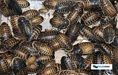 Feeders & more - 50 mittlere Waldschaben, Schaben in 1 Dose praktisch verpackt, Futterinsekten Futtertiere von Feeders & more