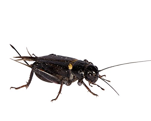Großpackung große Mittelmeergrillen Zweifleckgrillen in Karton Dosen praktisch verpackt Futterinsekten Futtertiere ca. 200 Stück Großpackung große Mittelmeergrillen Zweifleckgrillen in Karton Dosen praktisch verpackt Futterinsekten Futtertiere ca. 200 Stück von Feeders & more