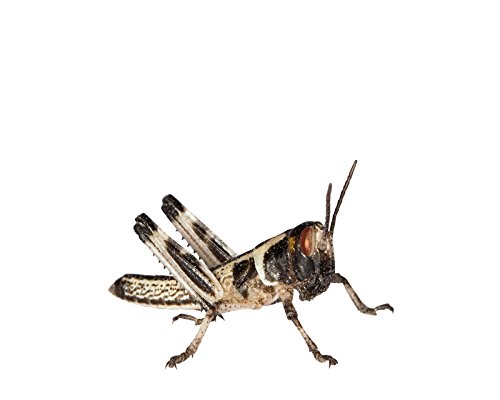 Heuschrecken 15 kleine Wüstenheuschrecke Futterinsekten Reptilienfutter von Feeders & more