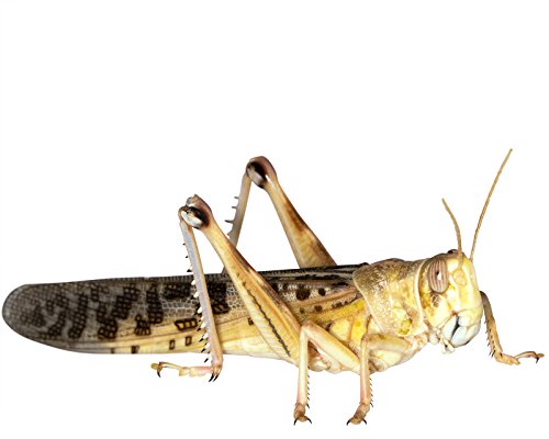 Heuschrecken 25 große Adulte Wüstenheuschrecke Futterinsekten Reptilienfutter von Feeders & more