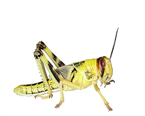 Heuschrecken 25 subadulte Wüstenheuschrecke Futterinsekten Reptilienfutter von Feeders & more