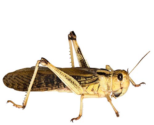 Heuschrecken groß Adult, lebend, 100 Stück Wanderheuschrecken Futterinsekten Heuschrecken groß Adult, lebend, 100 Stück Wanderheuschrecken Futterinsekten von Feeders & more