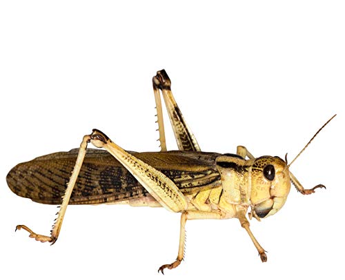Heuschrecken groß Adult 50 Stück Wanderheuschrecken Futterinsekten Reptilienfutter von Feeders & more