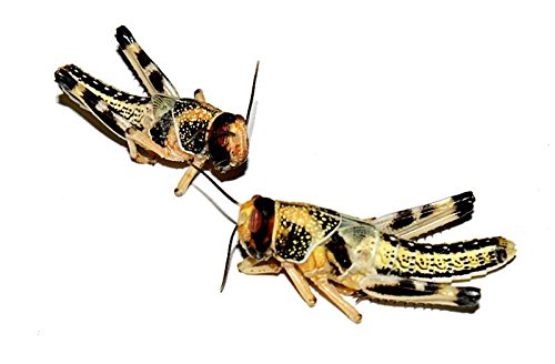 Heuschrecken klein 300 Stück Wüstenheuschrecken Futterinsekten Reptilienfutter von Feeders & more