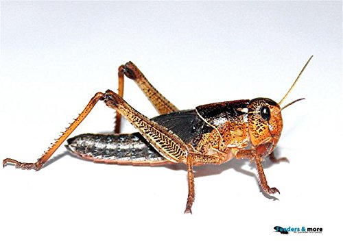 Heuschrecken mittel 100 Stück Wanderheuschrecken Futterinsekten Reptilienfutter von Feeders & more