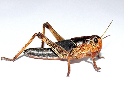 Heuschrecken mittel 300 Stück Wanderheuschrecken Futterinsekten Reptilienfutter von Feeders & more