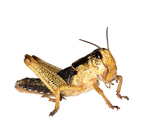Heuschrecken subadult 100 Stück Wanderheuschrecken Futterinsekten Reptilienfutter von Feeders & more