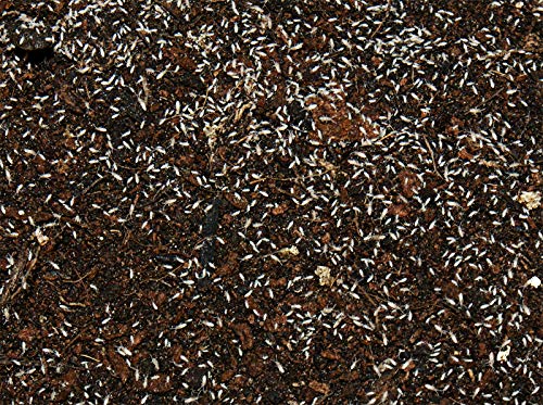 Feeders & more - Tropische Springschwänze Zuchtansatz in 1 Dose 500ml, Futterinsekten Futtertiere für Invertebraten, Haustierbesitzer, Reptilien- und Amphibienhalter, Deutschland, Geschmacklos, 500g Feeders & more - Tropische Springschwänze Zuchtansatz in 1 Dose 500ml, Futterinsekten Futtertiere für Invertebraten, Haustierbesitzer, Reptilien- und Amphibienhalter, Deutschland, Geschmacklos, 500g von Feeders & more