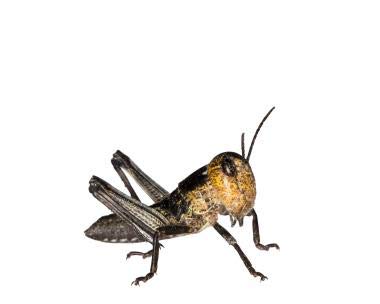 Wanderheuschrecken Heuschrecken Futterinsekten Reptilienfutter (klein, 100 Stück) von Feeders & more