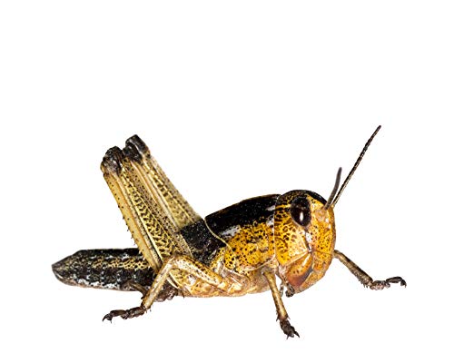 Wanderheuschrecken Heuschrecken Futterinsekten Reptilienfutter (mittel, 100 Stück) von Feeders & more