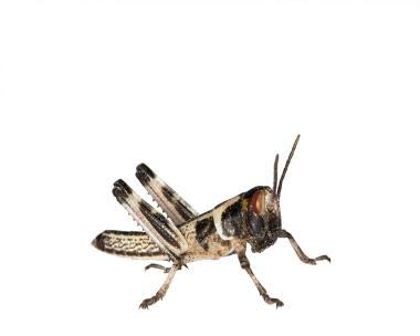 Wüstenheuschrecken Heuschrecken Futterinsekten Reptilienfutter (klein, 100 Stück) von Feeders & more
