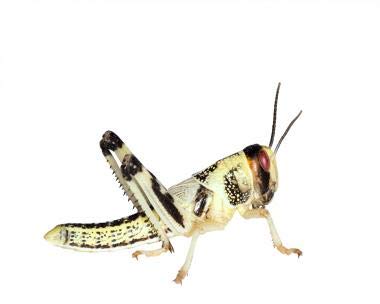 Wüstenheuschrecken Heuschrecken Futterinsekten Reptilienfutter (mittel, 100 Stück) von Feeders & more