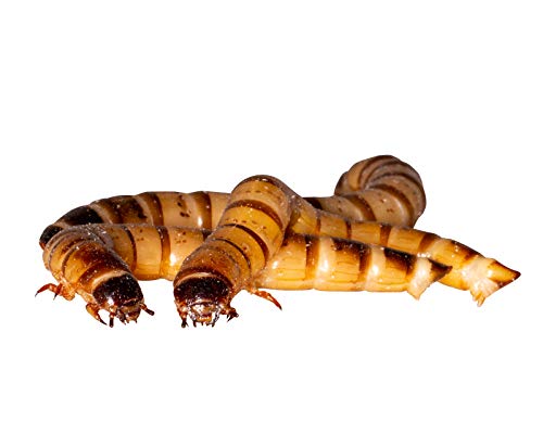 Zophobas, 1kg lebend und frisch verpackt Futterinsekten, Angelköder Zophobas, 1kg lebend und frisch verpackt Futterinsekten, Angelköder von Feeders & more