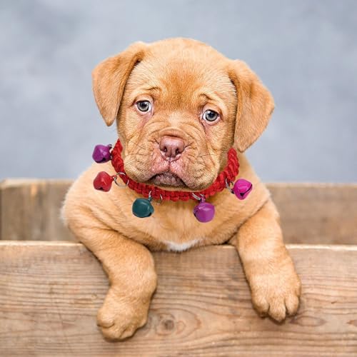 WelpenhalsbäNder für Züchter Weiches Haustierhalsband aus Acryl für kleine Katzen und Hunde, bequem, leicht, verstellbar, für den Innen- und Außenbereich (A, One Size) von Feizikaw