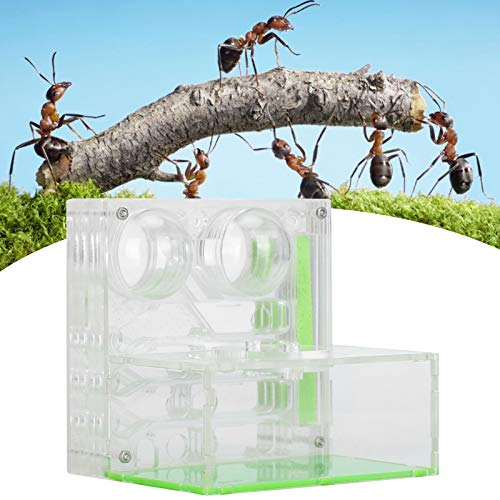 Felenny Ameisenzuchtbox Transparente Acrylameisenzuchtbox Beim Füttern Feuchtigkeitsspendender Ameisen von Felenny