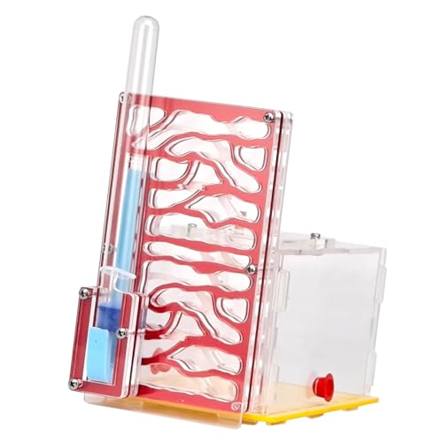 Fenteer -Ausstellungsbox aus Acryl mit Futterspender, lustiges Spielzeug, Lebensraum, Zuchtkoffer für Liebhaber, Geburtstag, Tischplatte, Kindertag, Rot Fenteer -Ausstellungsbox aus Acryl mit Futterspender, lustiges Spielzeug, Lebensraum, Zuchtkoffer für Liebhaber, Geburtstag, Tischplatte, Kindertag, Rot von Fenteer