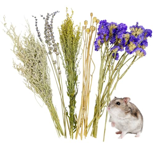 Fhiny Natürliche Hamster-Einstreu, Blumen- und Kräutereinstreu, Mate, Hamstersprays, Rennmaus, Lebensraum, Dekor-Zubehör für Zwerg, Syrischer Hamster, Rennmäuse, Mäuse, Degus, Lemming oder andere Fhiny Natürliche Hamster-Einstreu, Blumen- und Kräutereinstreu, Mate, Hamstersprays, Rennmaus, Lebensraum, Dekor-Zubehör für Zwerg, Syrischer Hamster, Rennmäuse, Mäuse, Degus, Lemming oder andere von Fhiny
