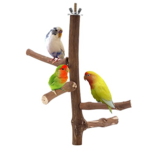 Filhome Vogelstange aus Naturholz, Papageien Spielzeug, Vogelkäfig Zubehör für Wellensittich, AST für 3–4 Kleine und Mittelgroße Vögel von Filhome