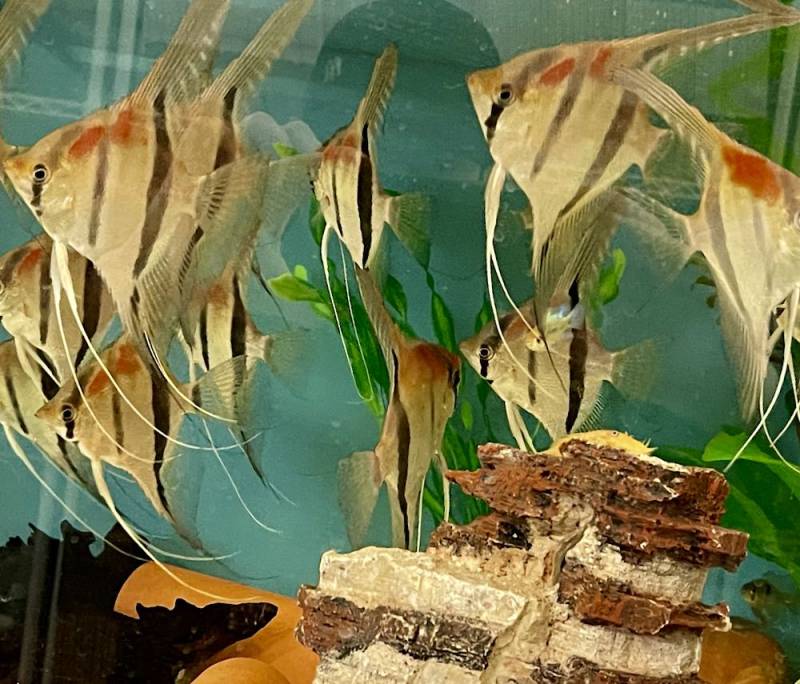 Gruppe, 10 Tiere: Rotrücken Skalar: Rio manacapuru 'Super Red' Skalare, ca. 20 cm Spannweite von Fische Halle