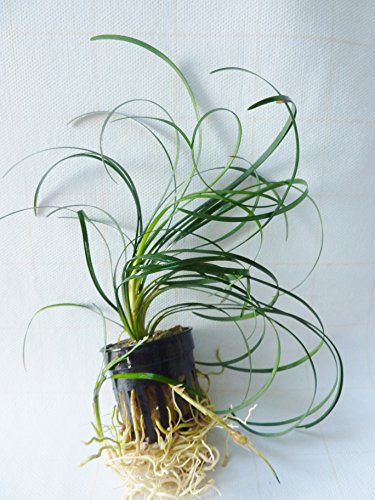 Mondo Grass - Ophiopogon japonicus Mondo Grass - Ophiopogon japonicus von Fish Around