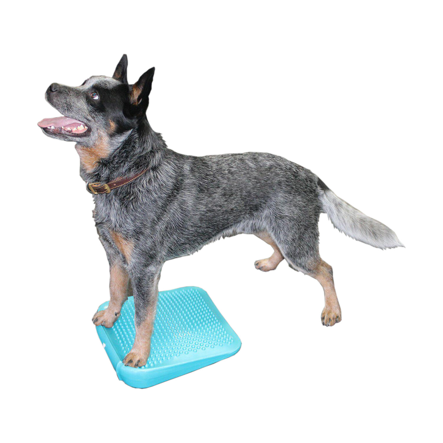 FitPAWS Balance Ramp von Fitpaws