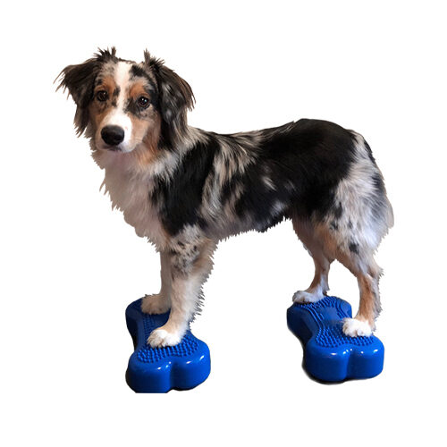 FitPAWS Bone Minis - 2er Set - Blau von Fitpaws