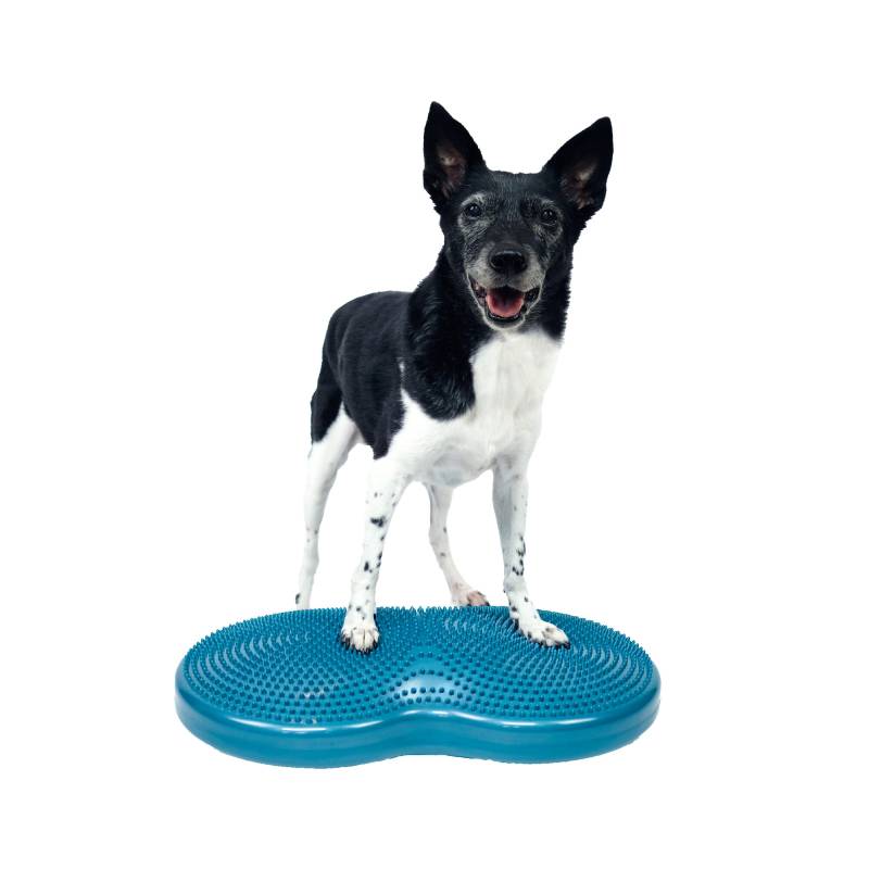 FitPaws Duo Disc von Fitpaws