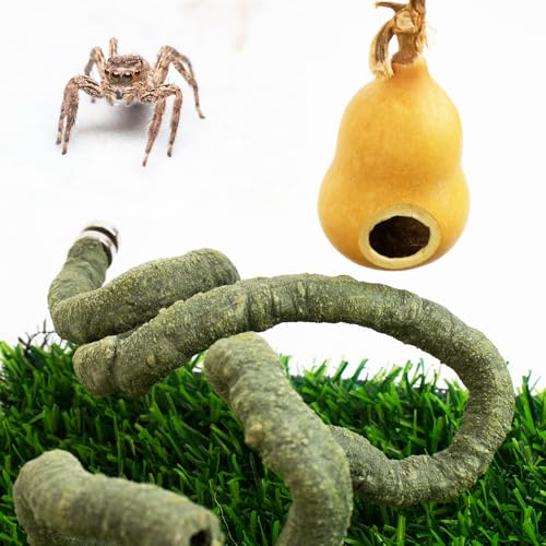 FlidRunest Springende Spinnenkürbisversteck, 2 Stück, biegbare Kletterranke mit Magneten, Spinnengehege, Zubehör-Set, Haustier-Lebensraumversteck FlidRunest Springende Spinnenkürbisversteck, 2 Stück, biegbare Kletterranke mit Magneten, Spinnengehege, Zubehör-Set, Haustier-Lebensraumversteck von FlidRunest