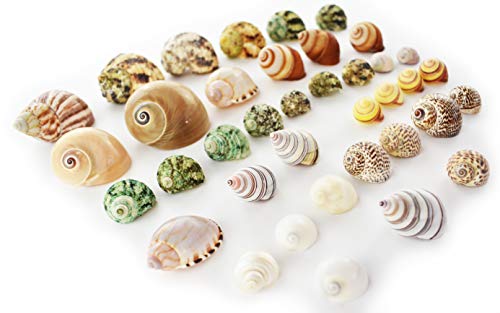 Select 36 Einsiedlerkrebs-Muscheln, verschiedene Wickelmuscheln, klein, 1,27 cm - 5,1 cm (Öffnungsgröße 1/4 Zoll – 2,5 cm), schön von Florida Shells and Gifts