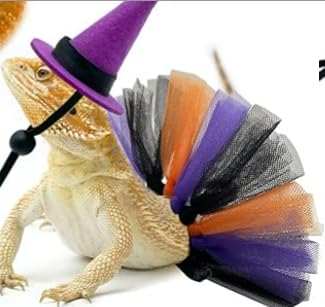 Fnaobai Bartagame, Hexenkostüm-Set, kleines Haustier, verstellbarer Hut, Schleife, Tutu, Rock, Outfits für Eidechsen, Meerschweinchen, Kaninchen, Frettchen für Feiern, Halloween-Partys (lila) von Fnaobai