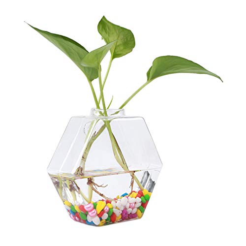 Wandbehang Glas Terrarien Pflanzer, Hydroponik Pflanzen Blumenvase für Home Office Garden Decor(C) von Fonzci