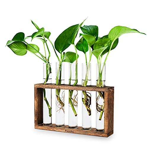 Foosibo Pflanzenterrarium mit Holzständer, Wandbehang Glas Pflanzgefäß Anzuchtstationen Blumenknospe Vase mit 5 Reagenzgläsern, Tischplatte Glas Terrarium für die Vermehrung von Hydrokulturpflanzen (5 von Foosibo