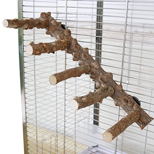Fowybe Vogelstangen für Sittiche - Natürlicher Papageien-Barsch-Vogelständer | Pfotenschleifgabel Sittich Kletteräste Spielzeug für kleine Wellensittiche Nymphensittiche Unzertrennliche von Fowybe