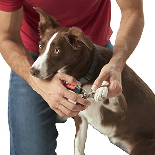 Franklin Pet Supply - Nagelknipser für Hunde und Katzen mit Sicherheitsschutz - Fellpflege - Edelstahl - Profiqualität von Franklin Sports