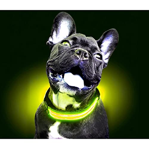 LED-Collar Con Pilas Amarillo XS 35-43 cm von Freedog