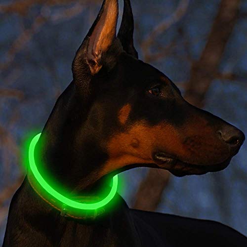 LED Leuchthalsband Hunde Halsband USB wiederaufladbar - Längenverstellbarer Haustier Sicherheit Kragen für Hunde und Katzen - 3 Modus (Grün) von Fttouuy