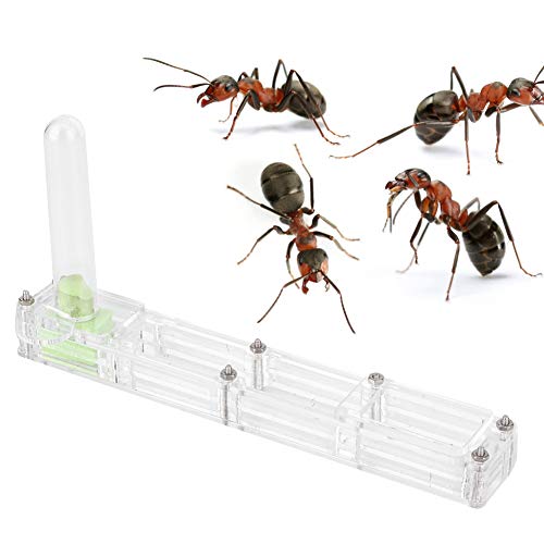 Acryl -Formikarium -Terrarium mit selbstfeuchtigkeitsspendendes System, Bildungswissenschaftsbeobachtungskit für Erwachsene (Transparentes Nest) von Fuchooky
