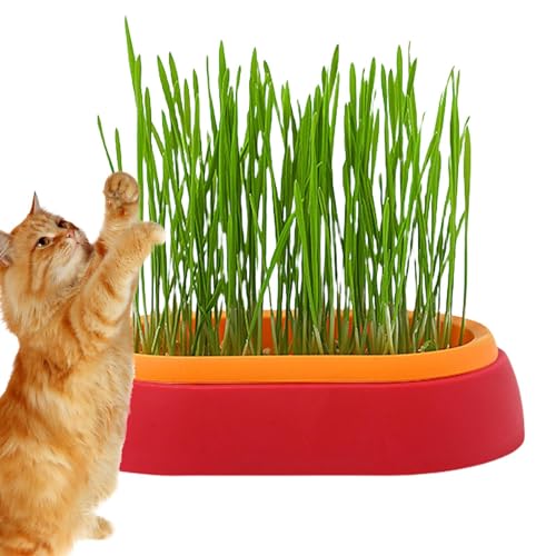 Fulenyi Hydrokultur-Pflanzgefäß, Katzengras-Tablett, Sprossen-Tablett für Innen- oder Außenbereich, Katzen, Hunde und andere Haustiere, verhindert Haarballen und fördert die Verdauung, perfekt für Fulenyi Hydrokultur-Pflanzgefäß, Katzengras-Tablett, Sprossen-Tablett für Innen- oder Außenbereich, Katzen, Hunde und andere Haustiere, verhindert Haarballen und fördert die Verdauung, perfekt für von Fulenyi