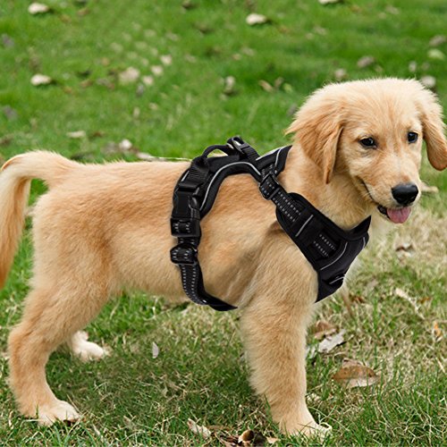 FullBerg® Hundegeschirr für Kleine, mittelgroße und große Hunde Anti Zug Geschirr No Pull Sicherheitsgeschirr Brustgeschirr Dog Harness Weich Gepolstert verstellbar Atmungsaktiv Schwarz (S) von Funkeen